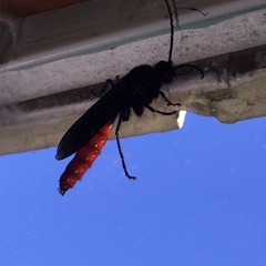 Elaphroptera nigripennis