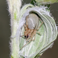 Cheiracanthium inclusum