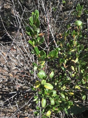Ceanothus megacarpus insularis