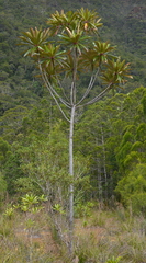 Myodocarpus