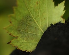 Parornix inusitatumella