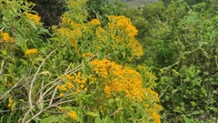 Verbesina perymenioides