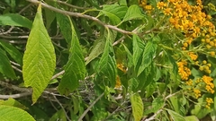 Verbesina perymenioides