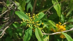 Verbesina perymenioides