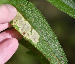 Calycomyza flavinotum