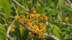 Verbesina perymenioides