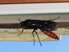 Elaphroptera nigripennis