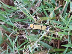Chauliognathus misellus