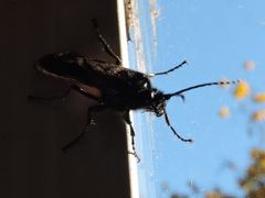 Elaphroptera nigripennis