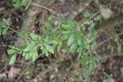 Condalia hookeri
