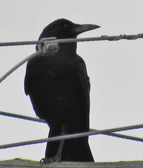 Corvus capensis capensis