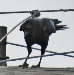 Corvus capensis capensis