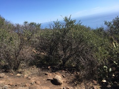 Ceanothus megacarpus insularis