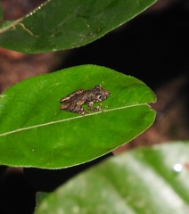 Scinax garbei