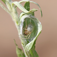 Cheiracanthium inclusum