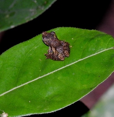 Scinax garbei