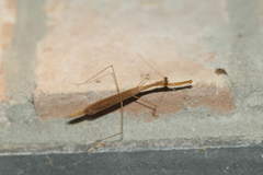 Bistanta mexicana
