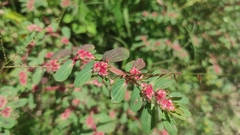 Euphorbia densiflora