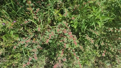 Euphorbia densiflora