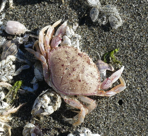 photo of Dungeness Crab (Metacarcinus magister)