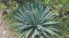 Agave macroacantha