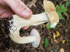 Boletus nobilis