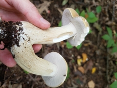 Boletus nobilis