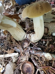 Boletus nobilis