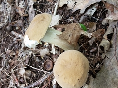 Boletus nobilis