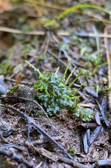Anthoceros agrestis