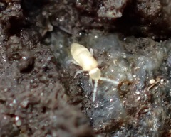 Pseudosinella rolfsi