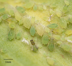 Aphis nasturtii