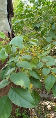 Micromelum minutum