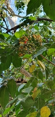 Micromelum minutum