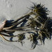 photo of Sea Palm (Postelsia palmiformis)