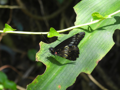 Catasticta flisa flisa