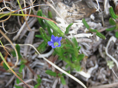 Gentiana prostrata