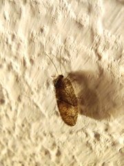 Hemerobiidae