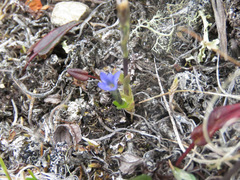 Gentiana prostrata