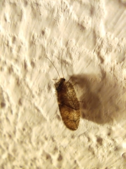 Hemerobiidae