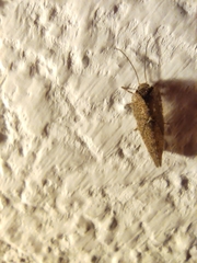 Hemerobiidae