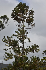 Agathis ovata