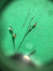 Panicum flexile