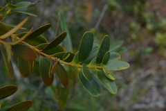 Agathis ovata
