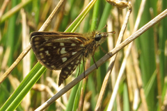 Dardarina gaucha