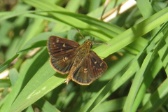 Dardarina gaucha