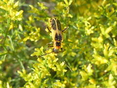 Chauliognathus scutellaris