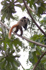 Callicebus nigrifrons