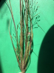 Panicum flexile