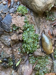 Notothylas orbicularis